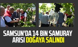 Samsun'da 14 bin samuray arısı doğaya salındı