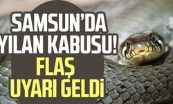 Samsun'da yılan kabusu! "Hemen 112'ye ihbarda bulunun"