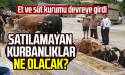 Satılamayan kurbanlıklar ne olacak? Et ve süt kurumu devreye girdi