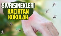 Sivrisinekleri kaçırtan kokular: 30 metreden fazla yanaşmıyorlar