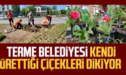 Terme Belediyesi kendi ürettiği çiçekleri dikiyor