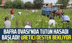 Samsun'un Bafra Ovası'nda tütün hasadı başladı!