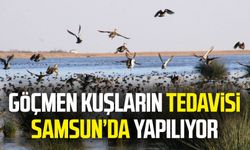 Göçmen kuşların tedavisi Samsun'da yapılıyor