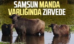 Samsun manda varlığında zirvede!