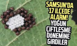 Samsun'da 17 ilçede alarm! Yoğun çiftleşme dönemine girdiler