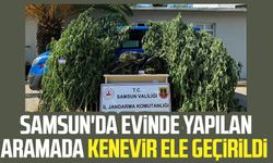 Samsun'da evinde yapılan aramada kenevir ele geçirildi