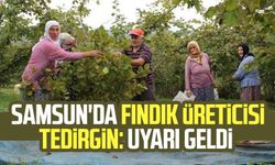 Samsun'da fındık üreticisi tedirgin: Uyarı geldi