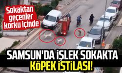 Samsun'da Mimarsinan Mahallesi'nde köpek istilası! Vatandaş korku içinde