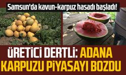 Samsun'da kavun-karpuz hasadı başladı! Üretici dertli: Adana karpuzu piyasayı bozdu