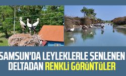 Samsun'da leyleklerle şenlenen deltadan renkli görüntüler