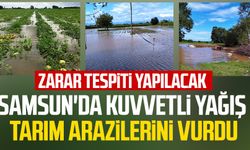 Samsun'da kuvvetli yağış tarım arazilerini vurdu!