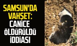 Samsun'da vahşet: Kedi Memo canice öldürüldü iddiası