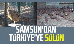 Samsun'dan Türkiye'ye sülün: Doğaya salındılar