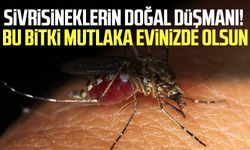 Sivrisineklerin doğal düşmanı! Bu bitki mutlaka evinizde olsun