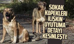 Sokak köpekleriyle ilgili uyutulma detayı kesinleşti!