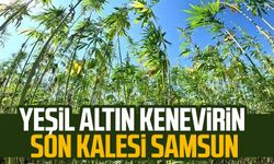 Yeşil altın' kenevirin son kalesi Samsun!