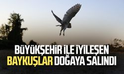 Büyükşehir ile iyileşen baykuşlar doğaya salındı