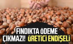 Fındıkta ödeme çıkmazı! Samsun'da üretici endişeli