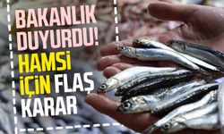 Bakanlık duyurdu! Hamsi için flaş karar