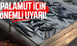 Palamut için önemli uyarı!