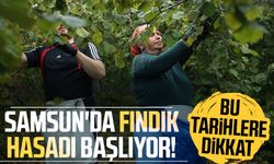 Samsun'da fındık hasadı başlıyor! Bu tarihlere dikkat