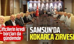 Samsun'da kahverengi kokarca zirvesi