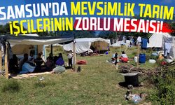 Samsun'da mevsimlik tarım işçilerinin zorlu mesaisi!