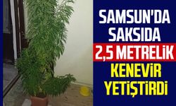 Samsun'da saksıda 2,5 metrelik kenevir yetiştirdi