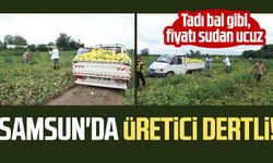 Samsun'da üretici dertli! Tadı bal gibi, fiyatı sudan ucuz