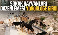 Sokak hayvanları düzenlemesi yürürlüğe girdi