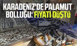 Karadeniz'de palamut bolluğu: Fiyatı düştü