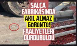 Salça fabrikasında akıl almaz görüntü! Faaliyetleri durduruldu