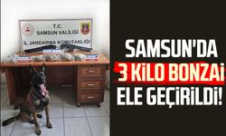 Samsun'da 3 kilo bonzai ele geçirildi!