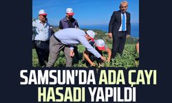 Samsun'da ada çayı hasadı yapıldı