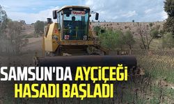 Samsun Havza'da ayçiçeği hasadı başladı