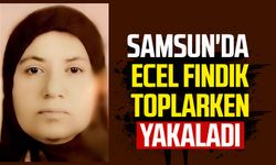 Samsun'da ecel Emine Kalyoncu'yu fındık toplarken yakaladı