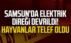 Samsun'da elektrik direği devrildi! Hayvanlar telef oldu