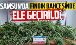 Samsun'da fındık bahçesinde ele geçirildi