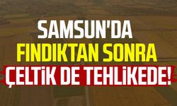 Samsun'da fındıktan sonra çeltik de tehlikede!