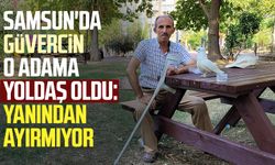 Samsun'da güvercin o adama yoldaş oldu: Yanından ayırmıyor