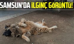 Samsun'da ilginç görüntü! Sokak köpeği dikkat çekti