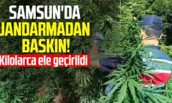 Samsun'da jandarmadan baskın! Kilolarca ele geçirildi