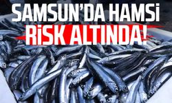 Samsun'da hamsi risk altında!