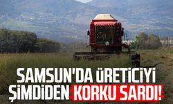 Samsun'da üreticiyi şimdiden korku sardı!