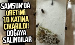 Samsun'da üretimi 10 katına çıkarıldı! Doğaya salındılar