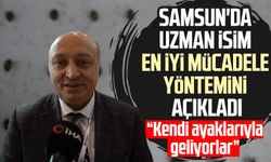 Samsun'da uzman en iyi mücadele yöntemini açıkladı: Kendi ayaklarıyla geliyorlar