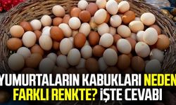 Yumurtaların kabukları neden farklı renkte? İşte cevabı