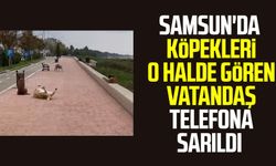 Samsun'da köpekleri o halde gören vatandaş telefona sarıldı