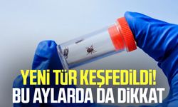 Yeni tür keşfedildi! Bu aylarda da dikkat