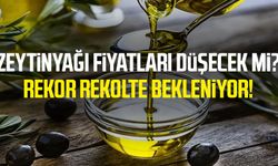 Zeytinyağı fiyatları düşecek mi? Rekor rekolte bekleniyor